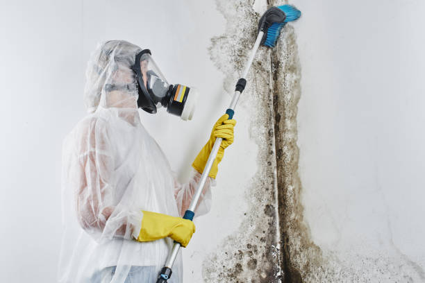 Best Professional Mold Removal  in Stansbury Park, UT