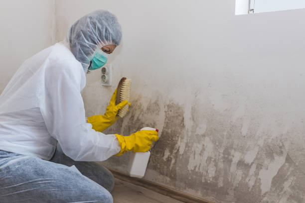 Best Mold Testing  in Stansbury Park, UT