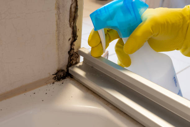 Best Local Mold Removal Service  in Stansbury Park, UT