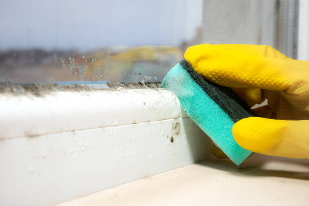 Best Home Mold Removal  in Stansbury Park, UT