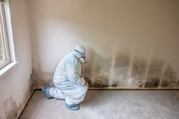 Best Commercial Mold Removal  in Stansbury Park, UT