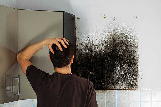 Reliable Stansbury Park, UT Mold Removal Solutions