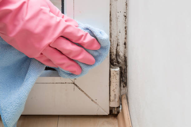 Best Mold Cleaning Services  in Stansbury Park, UT