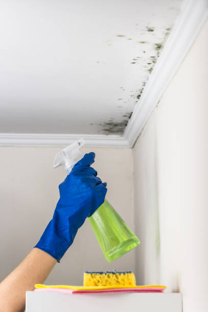 Best Certified Mold Removal  in Stansbury Park, UT