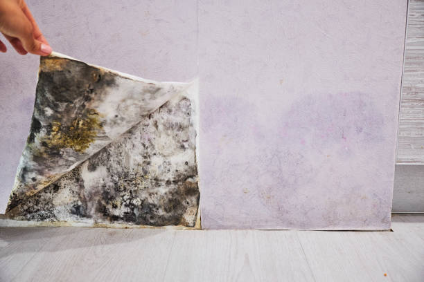 Best Best Mold Removal Companies  in Stansbury Park, UT